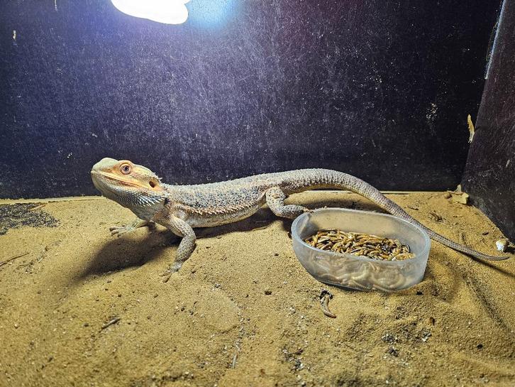 Pogona Vitticeps Baardagaam Bearded Dragon - unknown for sale from TerShop