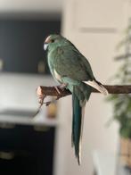 Koppel kakariki parkieten, Meerdere dieren, Parkiet