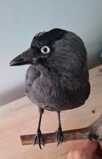 Taxidermie opgezette kauw, Verzamelen, Dierenverzamelingen, Ophalen of Verzenden, Zo goed als nieuw, Vogel, Opgezet dier