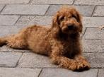 F3 multigen Doodle labrador labradoodle oudere pup pups, 15 weken tot 1 jaar, Overige rassen, Meerdere, Meerdere dieren