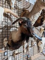 opgezet geit ram bok shoulder borst preparaat hert, Ophalen of Verzenden, Nieuw, Boerderijdier, Opgezet dier