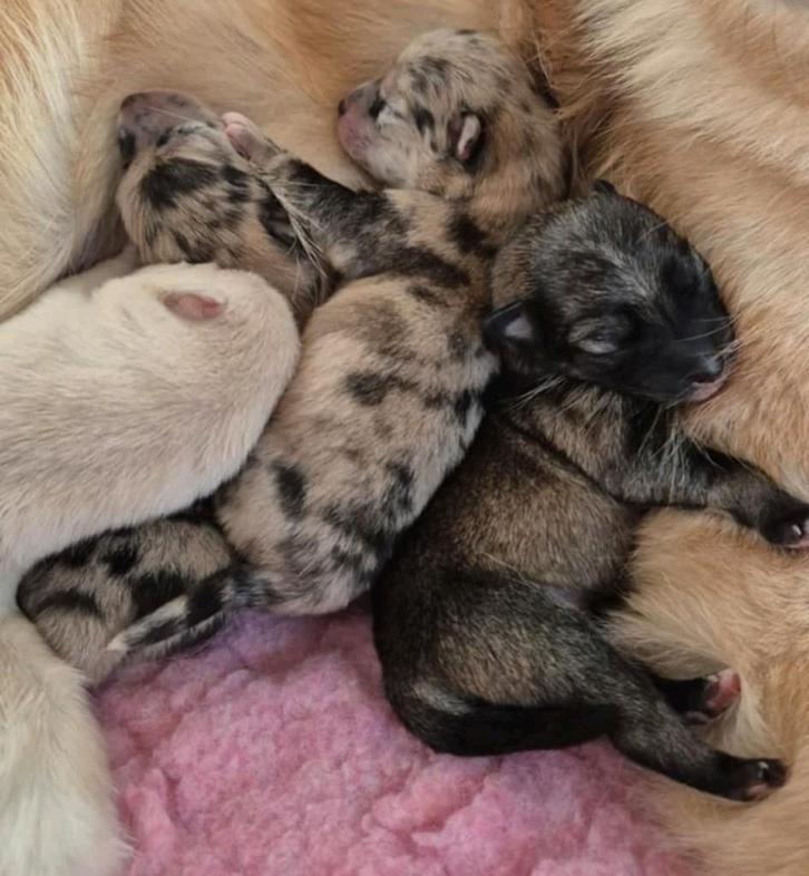 Prachtige Pomsky x Shiba pups, Dieren en Toebehoren, Honden | Poolhonden, Keeshonden en Oertypen, Meerdere dieren, Poolhond, Particulier