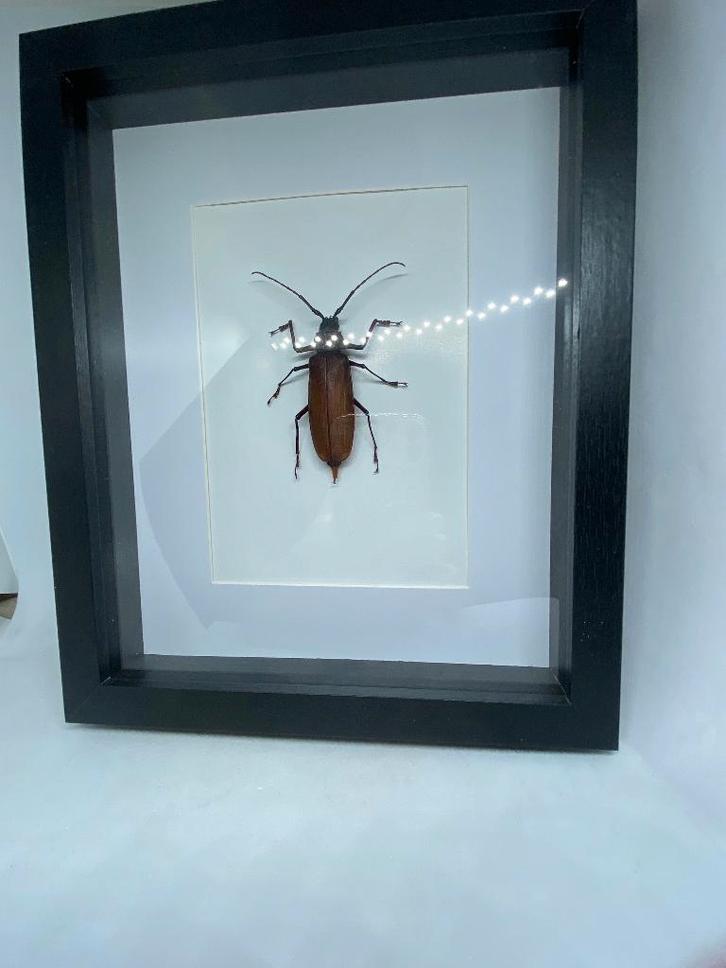 insect   Callipogon Armillatus, Verzamelen, Dierenverzamelingen, Nieuw, Opgezet dier, Insect, Ophalen