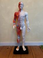 Acupunctuur model / meridianen pop, Ophalen of Verzenden, Zo goed als nieuw, Overige typen