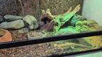 Terrarium  met baardagaamen, Dieren en Toebehoren, Reptielen en Amfibieën | Toebehoren, Ophalen, Zo goed als nieuw, Terrarium of Paludarium