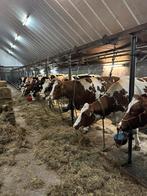 Zeer mooie koppel drachtige vaarzen top melklijsten!, Dieren en Toebehoren, Vrouwelijk