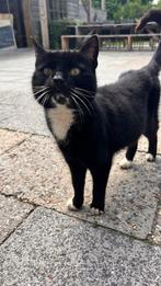 Alleen aanhankelijk katje, Kater