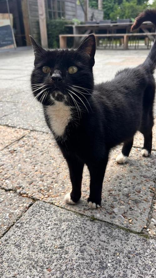 Alleen aanhankelijk katje, Dieren en Toebehoren, Katten en Kittens | Overige Katten, Kater
