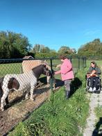 Gezocht een hele lieve fjord, Dieren en Toebehoren, Paarden, Meerdere dieren, Zadelmak, Recreatiepaard, Gechipt