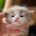 Ragdoll kittens €1700 | Verwacht nestje 24 maart, Meerdere dieren, Gechipt