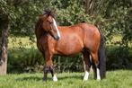 Gezocht: Verzorgster voor 21 jarige pony locatie Oud-Alblas, Dieren en Toebehoren, Ophalen, Overige soorten