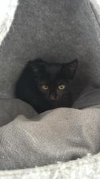 kitten (poesje), Dieren en Toebehoren, Katten en Kittens | Raskatten | Korthaar, Poes, Ontwormd