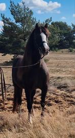 " Prachtige Brave Welsh C merrie Drachtig ", Merrie, Gechipt, Zadelmak, C pony (1.27m tot 1.37m)
