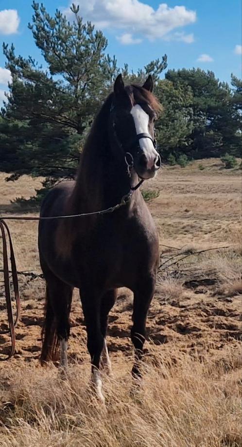" Prachtige Brave Welsh C merrie Drachtig ", Dieren en Toebehoren, Pony's, Merrie, Zadelmak, C pony (1.27m tot 1.37m), Recreatiepony