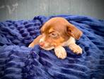 Boerenfox puppy’s mogen het nest verlaten, Dieren en Toebehoren, Honden | Niet-rashonden, 8 tot 15 weken, Meerdere, Meerdere dieren