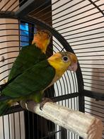 Mooi zeer goed klikkend koppel groendij caique, Dieren en Toebehoren, Vogels | Parkieten en Papegaaien, Meerdere dieren, Papegaai