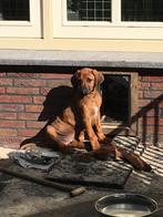 Rhodesian Ridgeback pup Teefje per direct beschikbaar, Nederland, Overige rassen, CDV (hondenziekte), 8 tot 15 weken