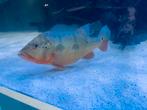 Cichla fogo, Dieren en Toebehoren, Vis