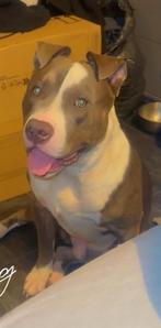 Is gestolen, Rabiës (hondsdolheid), 15 weken tot 1 jaar, Eén hond, Nederland