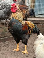 Magnus, mooie jonge haan, Dieren en Toebehoren, Pluimvee, Mannelijk, Kip