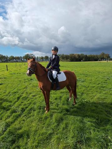 De allerliefste kinderpony van de hele wereld! Merrie 17 jaa beschikbaar voor biedingen