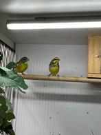 Mozanbiquesijs, Meerdere dieren, Wildzangvogel, Geringd