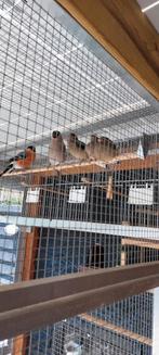 Goudvinken 2 mannen 2025 ruilen met Poppen, Dieren en Toebehoren, Mannelijk, Tropenvogel, Geringd
