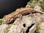 Gargoyle gekko – Rhacodactylus auriculatus, Dieren en Toebehoren, Hagedis, Tam, 0 tot 2 jaar