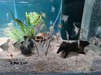 Amazon maanvissen, Pterophyllum Scalare Amazon, Vis, Zoetwatervis