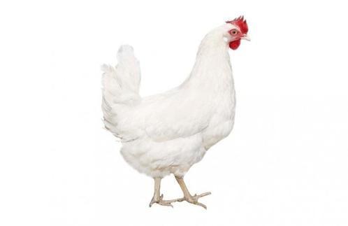 Bovam White kippen/legkippen 19 weken oud, Dieren en Toebehoren, Pluimvee, Kip, Vrouwelijk