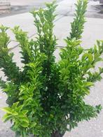 Euonymus green spire  buxus vervanger, Tuin en Terras, Ophalen, Buxus, Minder dan 100 cm