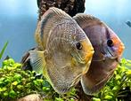 Bewezen Snakeskin discus ghost koppel, Dieren en Toebehoren, Vissen | Aquariumvissen, Vis