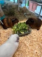 Cavia beertjes 2x, Dieren en Toebehoren, Knaagdieren, Maart, Mannelijk, Cavia