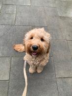 Ter adoptie lieve en aanhankelijke Labradoodle, Dieren en Toebehoren, Honden | Niet-rashonden, Particulier, Rabiës (hondsdolheid)