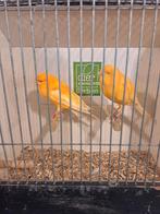 Yorkshire kanaries, Dieren en Toebehoren, Vogels | Kanaries, Meerdere dieren