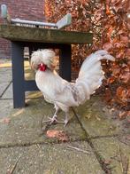 Kuifhoen haan gratis, Mannelijk, Kip