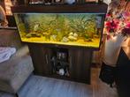 Juwel rio 240 met toebehoren, Ophalen, Zo goed als nieuw, Gevuld zoetwateraquarium