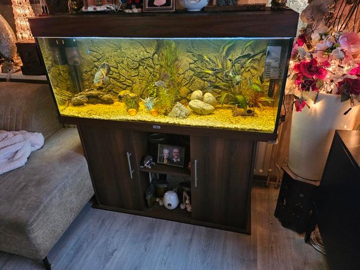 Juwel rio 240 met toebehoren, Dieren en Toebehoren, Vissen | Aquaria en Toebehoren, Zo goed als nieuw, Gevuld zoetwateraquarium