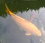 Tekoop, Japanse koi. Kigoi, Dieren en Toebehoren, Vissen | Vijvervissen, Karper of Koi