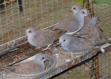 te koop diamantduifjes [8] en zebravinkjes [6] beschikbaar voor biedingen