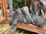 Vlaamse reus konijntjes, Dieren en Toebehoren, Konijnen, Meerdere dieren, Groot