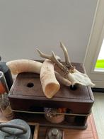 Herten Gewei en Hoorns - Decoratief, Ophalen, Gebruikt