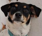GaGa Animal Care - LYRA (in een gastgezin in Rotterdam ZH), Dieren en Toebehoren, Particulier, Rabiës (hondsdolheid), 1 tot 2 jaar