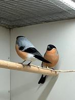 2-0 Noordse Goudvink Man, Dieren en Toebehoren, Vogels | Overige Vogels, Mannelijk, Wildzangvogel, Geringd