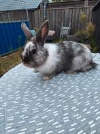 konijn te koop, Dieren en Toebehoren, Mannelijk