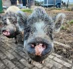 3 hangbuikzwijnen zoeken een goed huisje, Dieren en Toebehoren, Schapen, Geiten en Varkens, Meerdere dieren, Varken