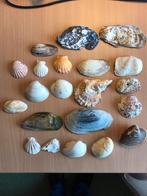 Schelpen verzameling, Verzamelen, Mineralen en Fossielen, Schelp(en), Ophalen of Verzenden