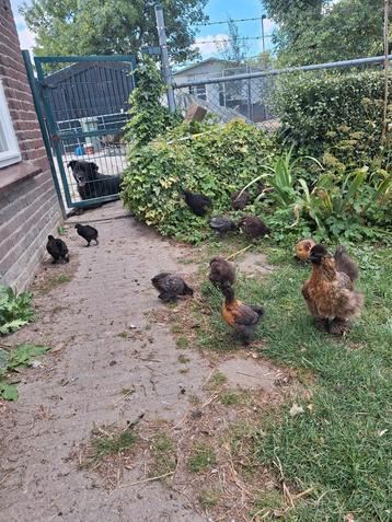. Tk veel kuikens en stuk of 7 hanen. beschikbaar voor biedingen
