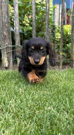 Te koop: Dwerg teckel pup reutje, Dieren en Toebehoren, Honden | Teckels en Dashonden, Reu, 8 tot 15 weken, Dwerg, Langhaar