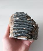 Prachtige wolharige mammoet kies uit de Noordzee, NL, Verzamelen, Mineralen en Fossielen, Ophalen of Verzenden, Fossiel